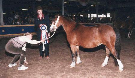 Imported Friars Seren Goch, Multi-supreme champion section A Mare, Supreme in-hand champion Royal 1998